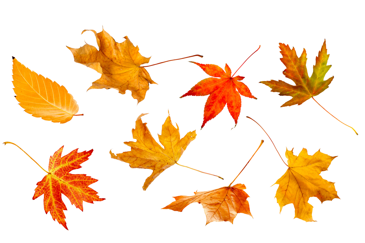 Autumn Leaves Magic(71)