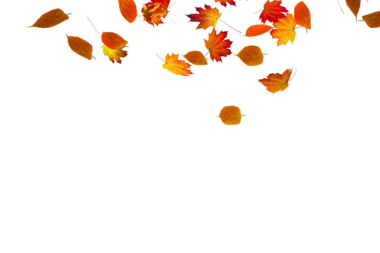 Autumn Leaves Magic(72)