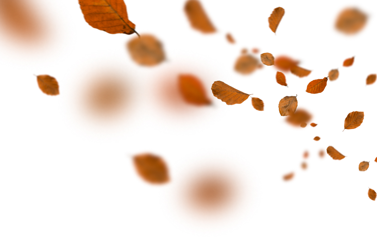 Autumn Leaves Magic(73)