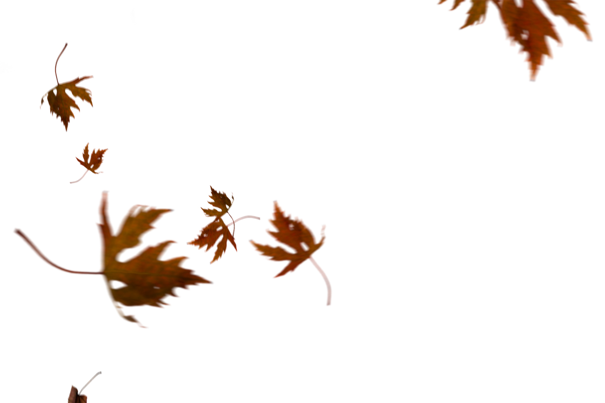 Autumn Leaves Magic(77)