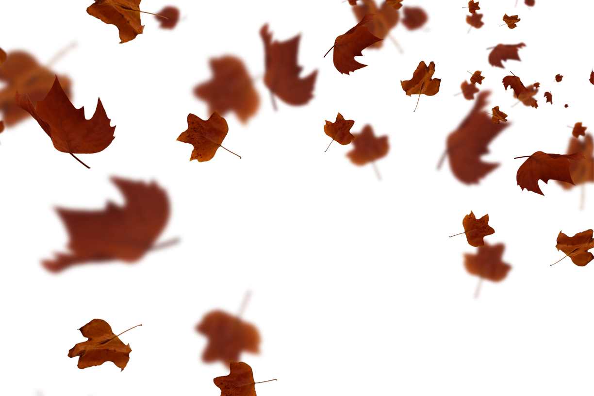 Autumn Leaves Magic(78)