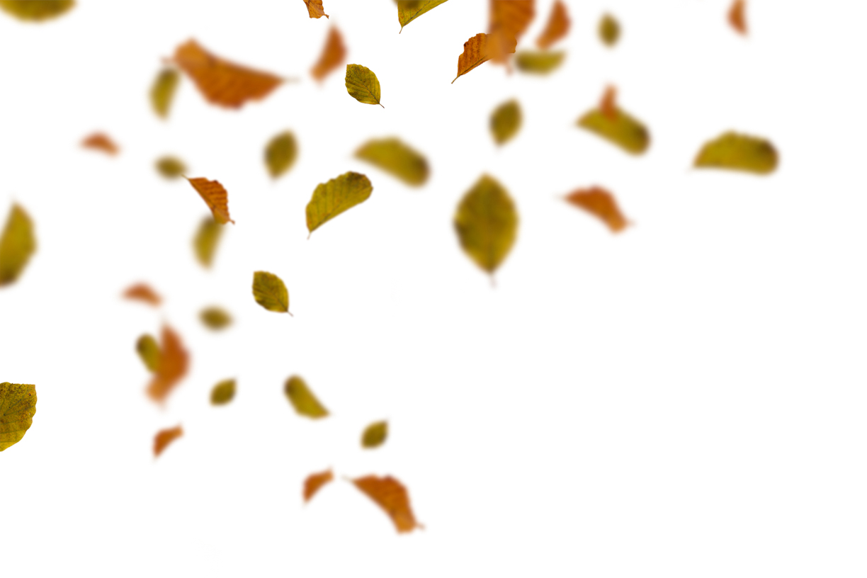 Autumn Leaves Magic(79)