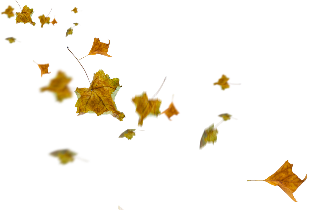 Autumn Leaves Magic(81)