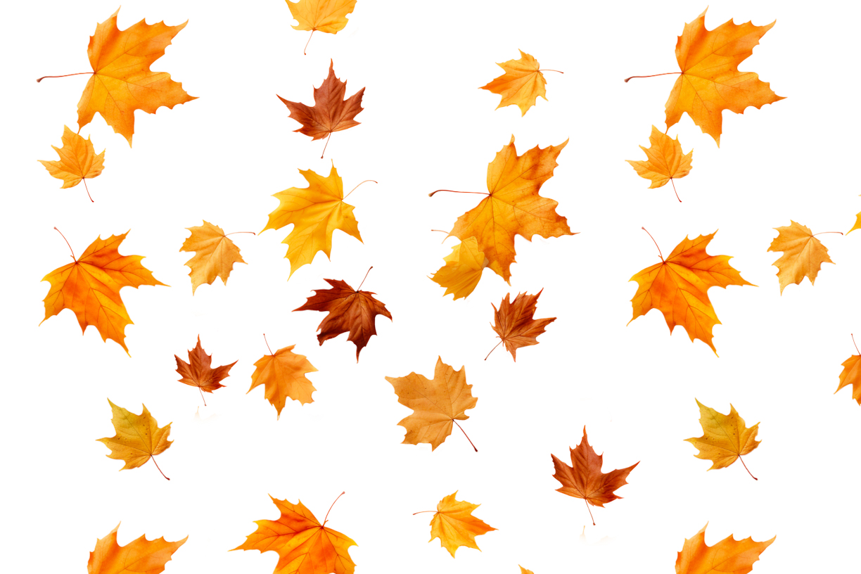 Autumn Leaves Magic(84)