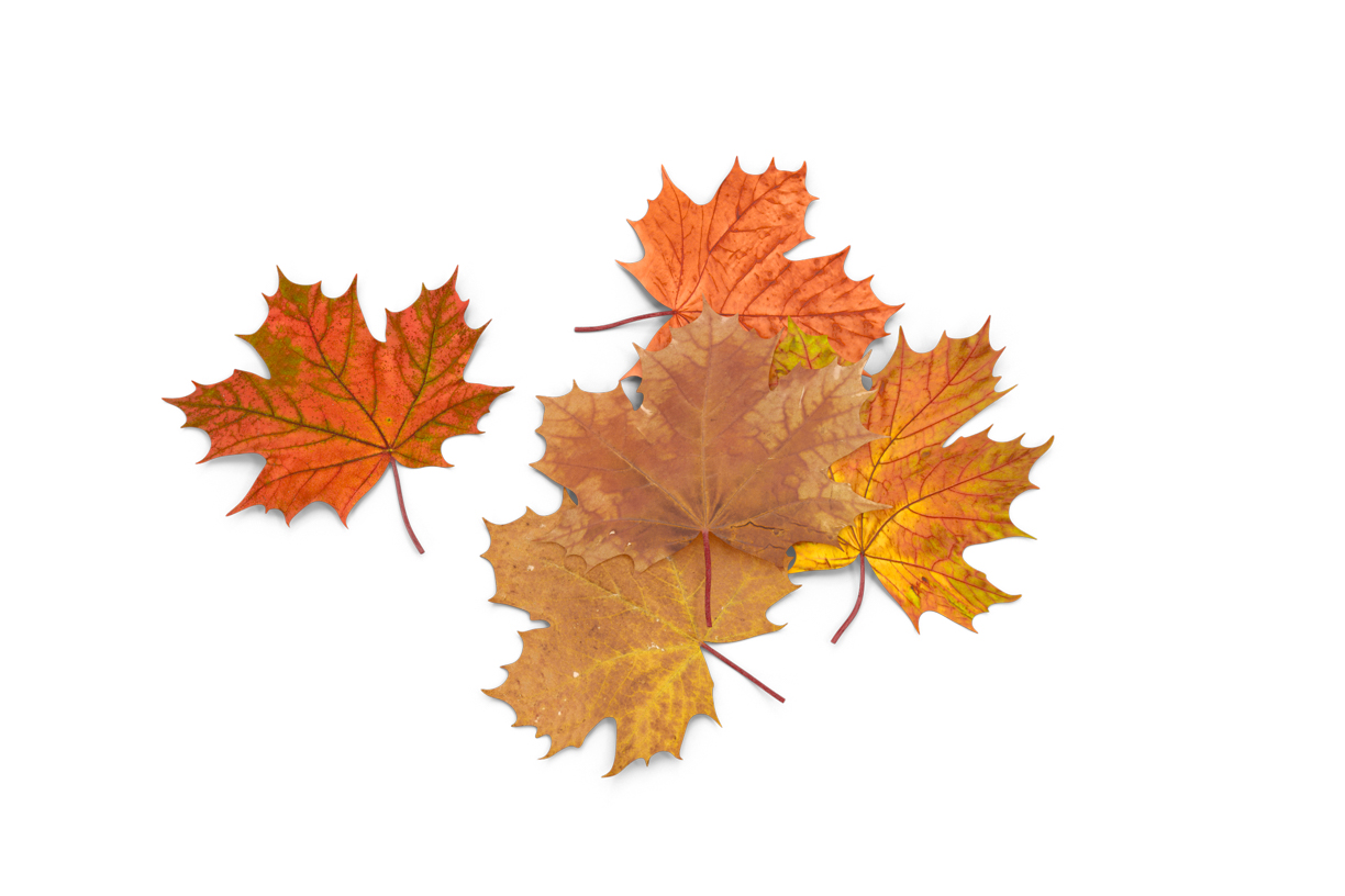 Autumn Leaves Magic(88)