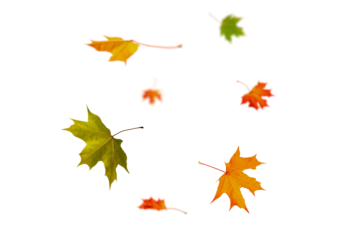 Autumn Leaves Magic(89)