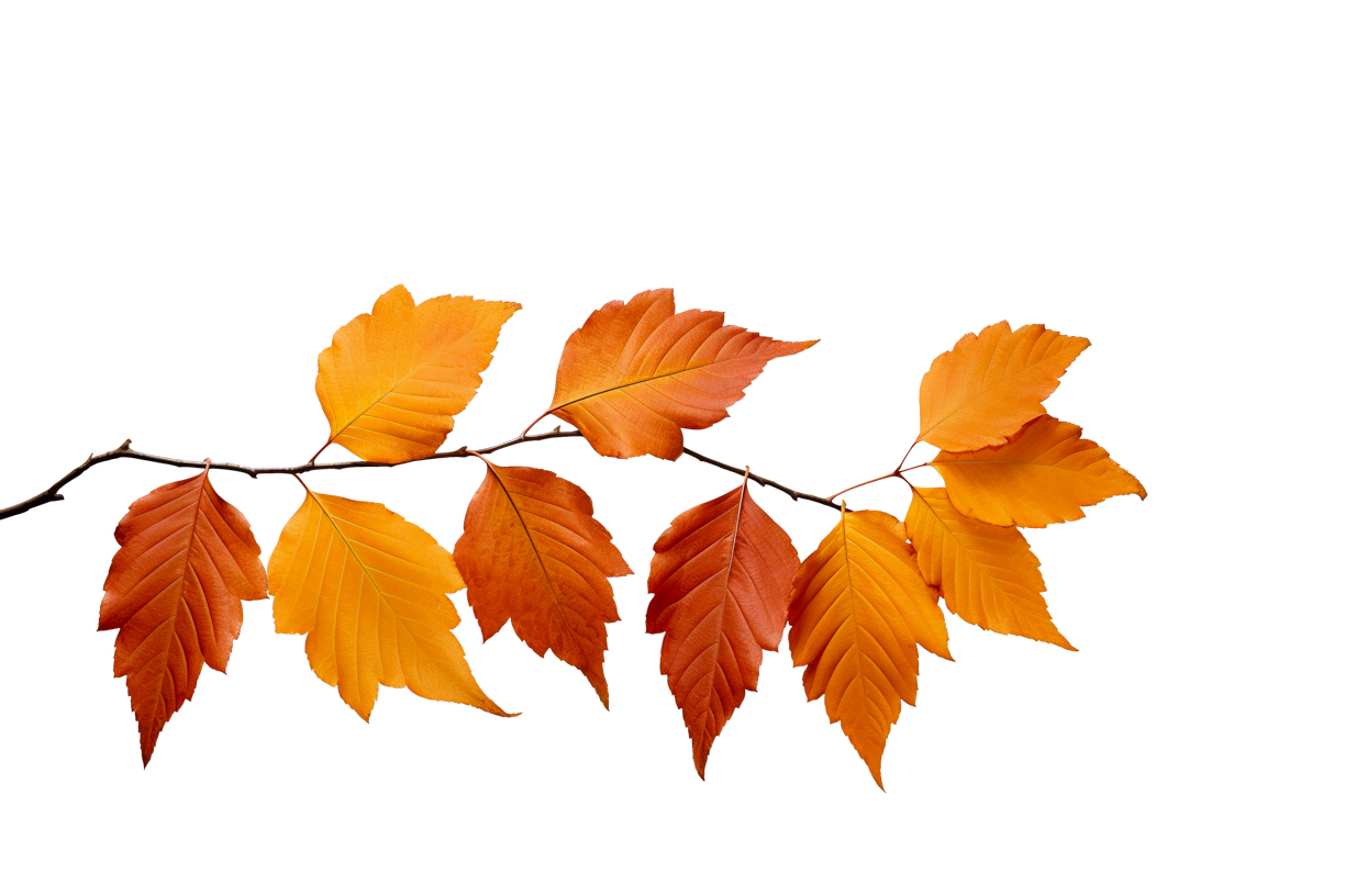 Autumn Leaves Magic(90)