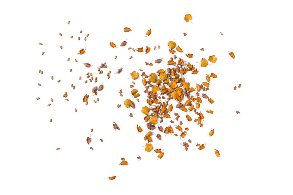 Autumn Leaves Magic(91)