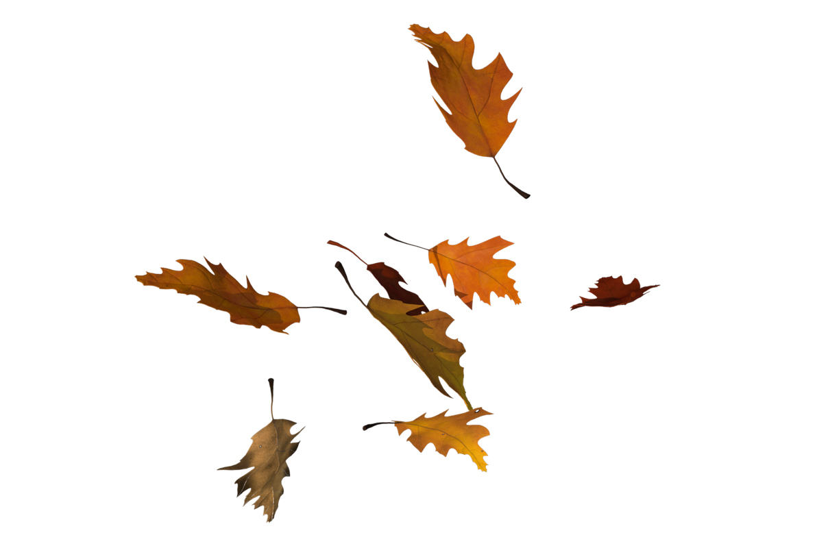 Autumn Leaves Magic(96)