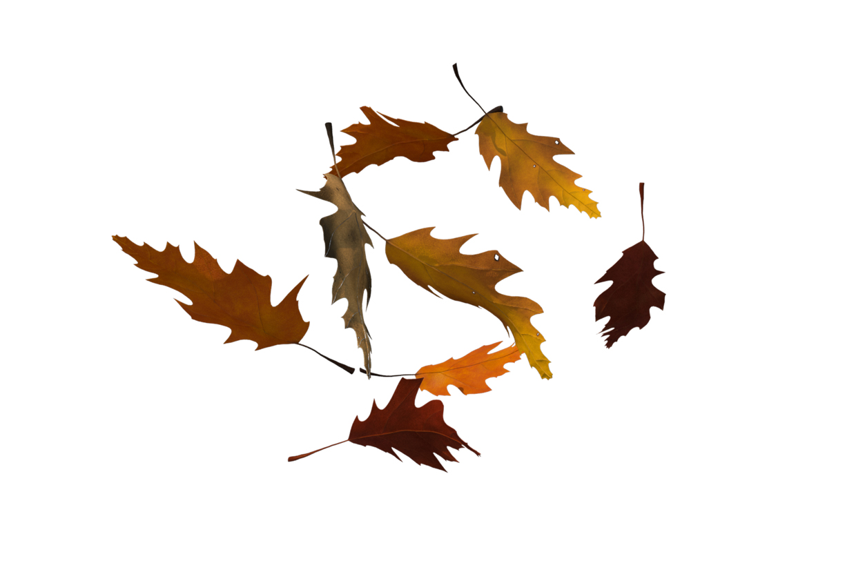 Autumn Leaves Magic(97)