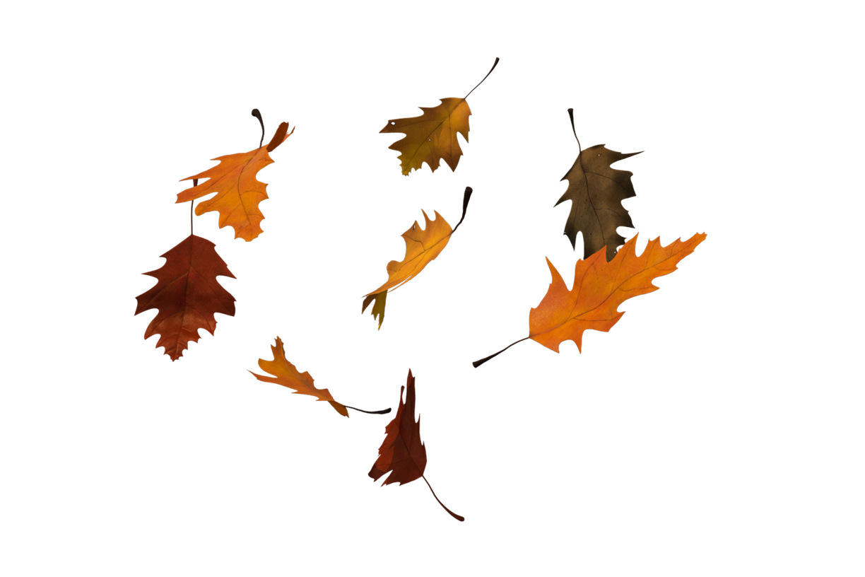 Autumn Leaves Magic(98)