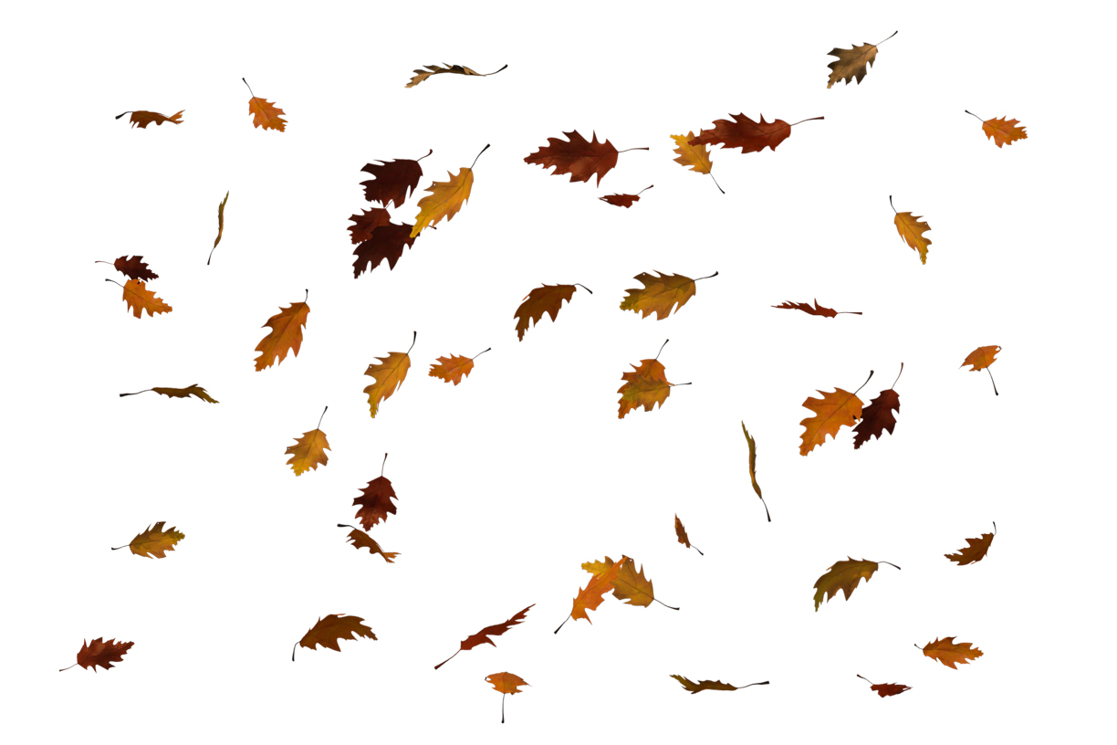 Autumn Leaves Magic(99)