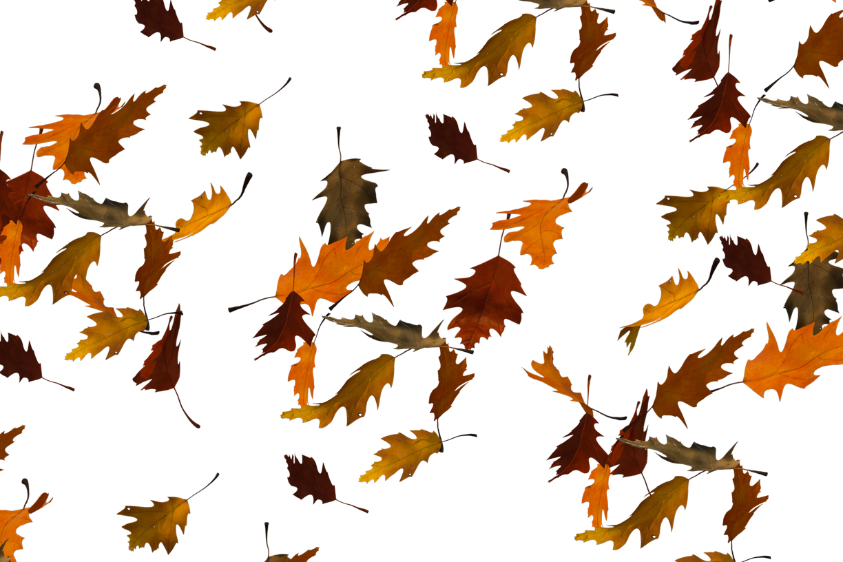 Autumn Leaves Magic(103)