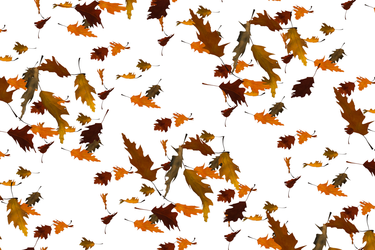 Autumn Leaves Magic(104)