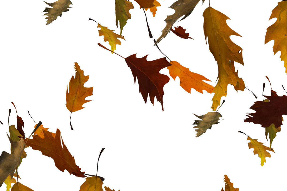 Autumn Leaves Magic(105)