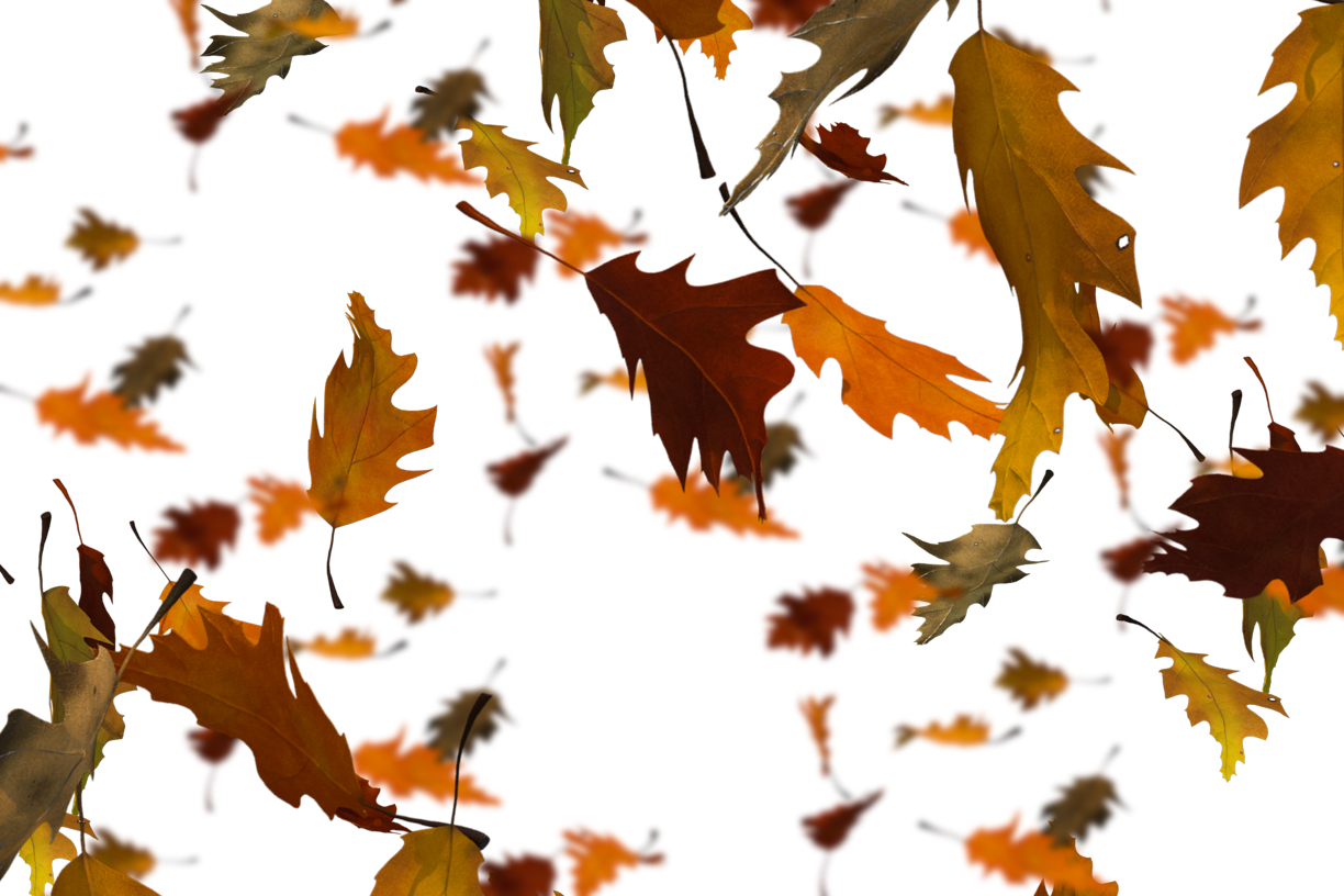 Autumn Leaves Magic(107)