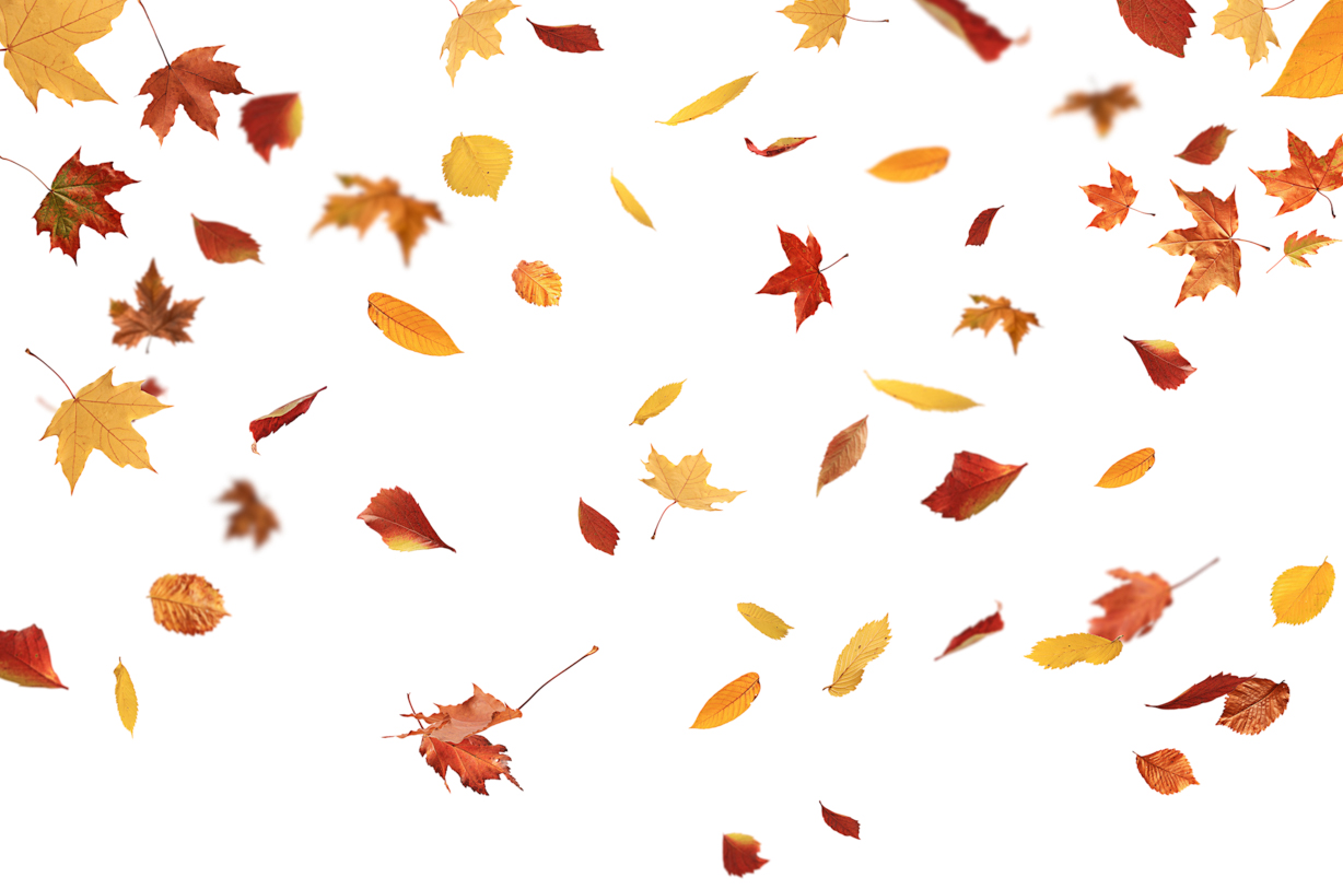 Autumn Leaves Magic(123)