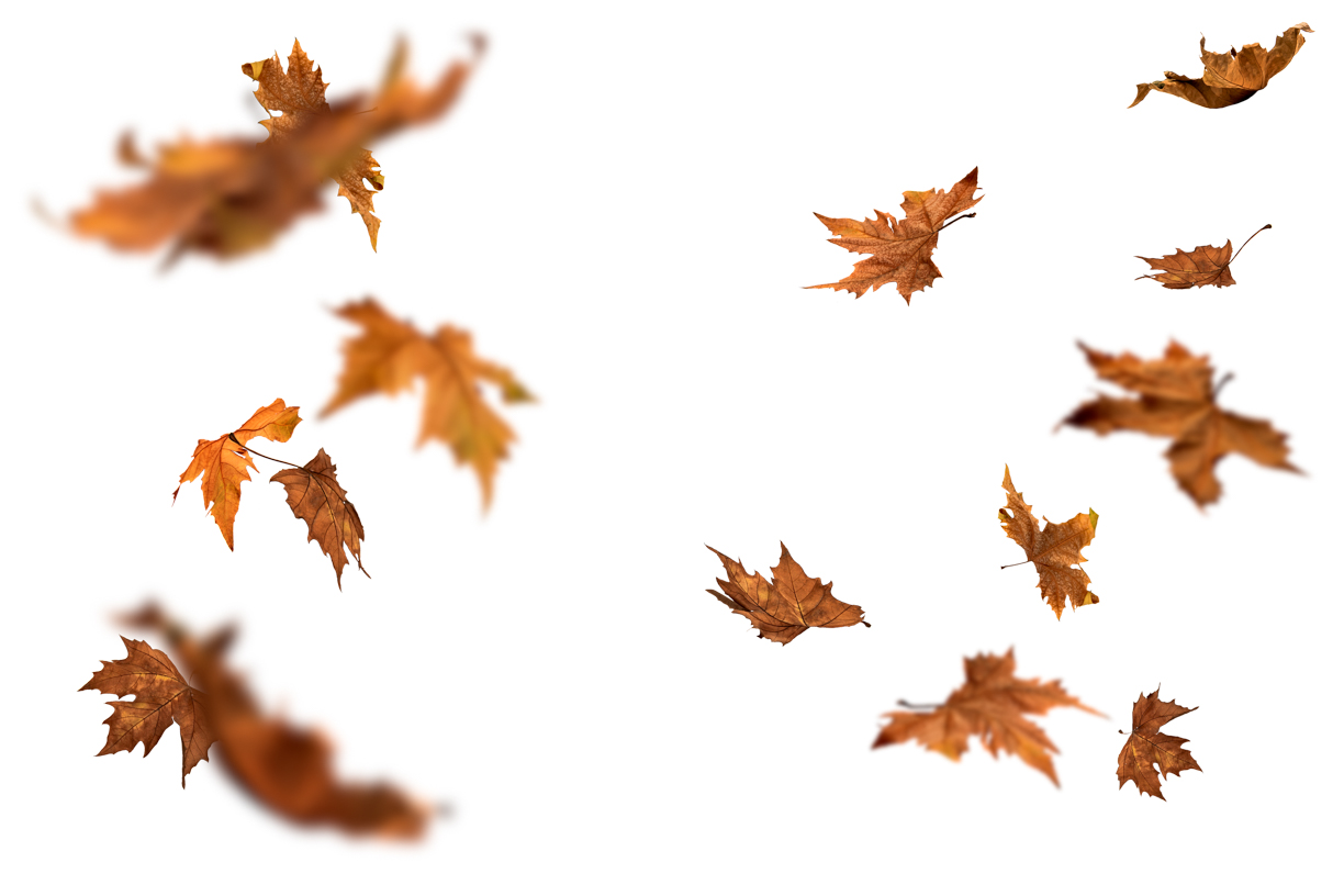 Autumn Leaves Magic(130)