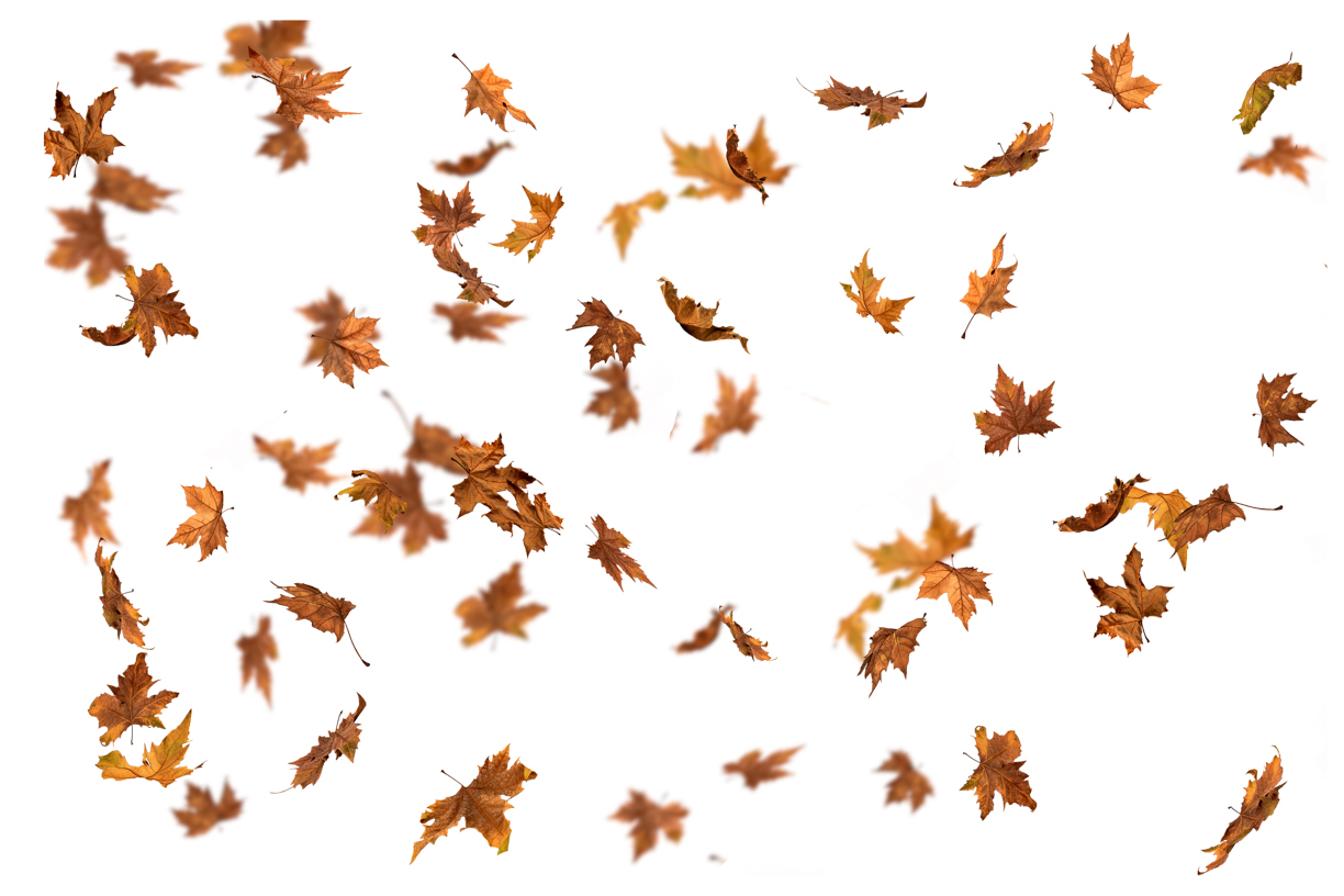 Autumn Leaves Magic(131)