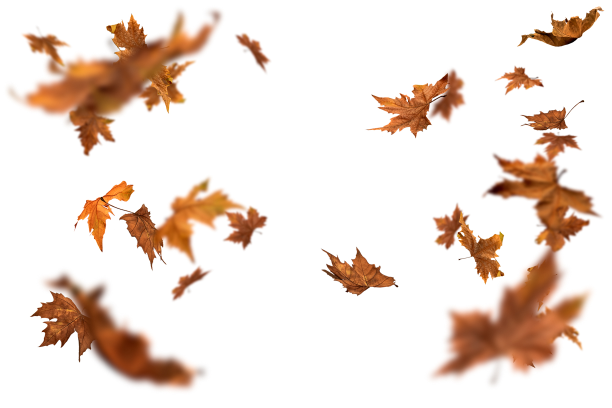 Autumn Leaves Magic(132)