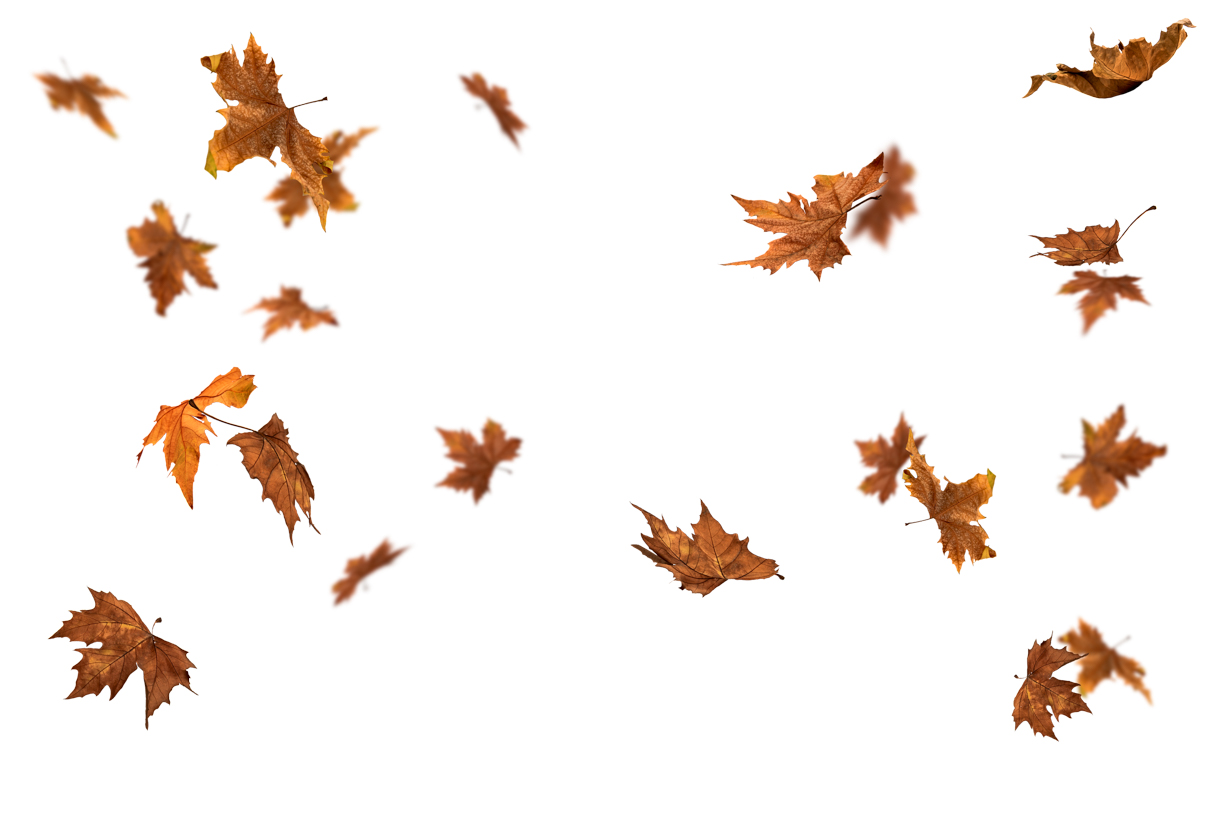 Autumn Leaves Magic(133)