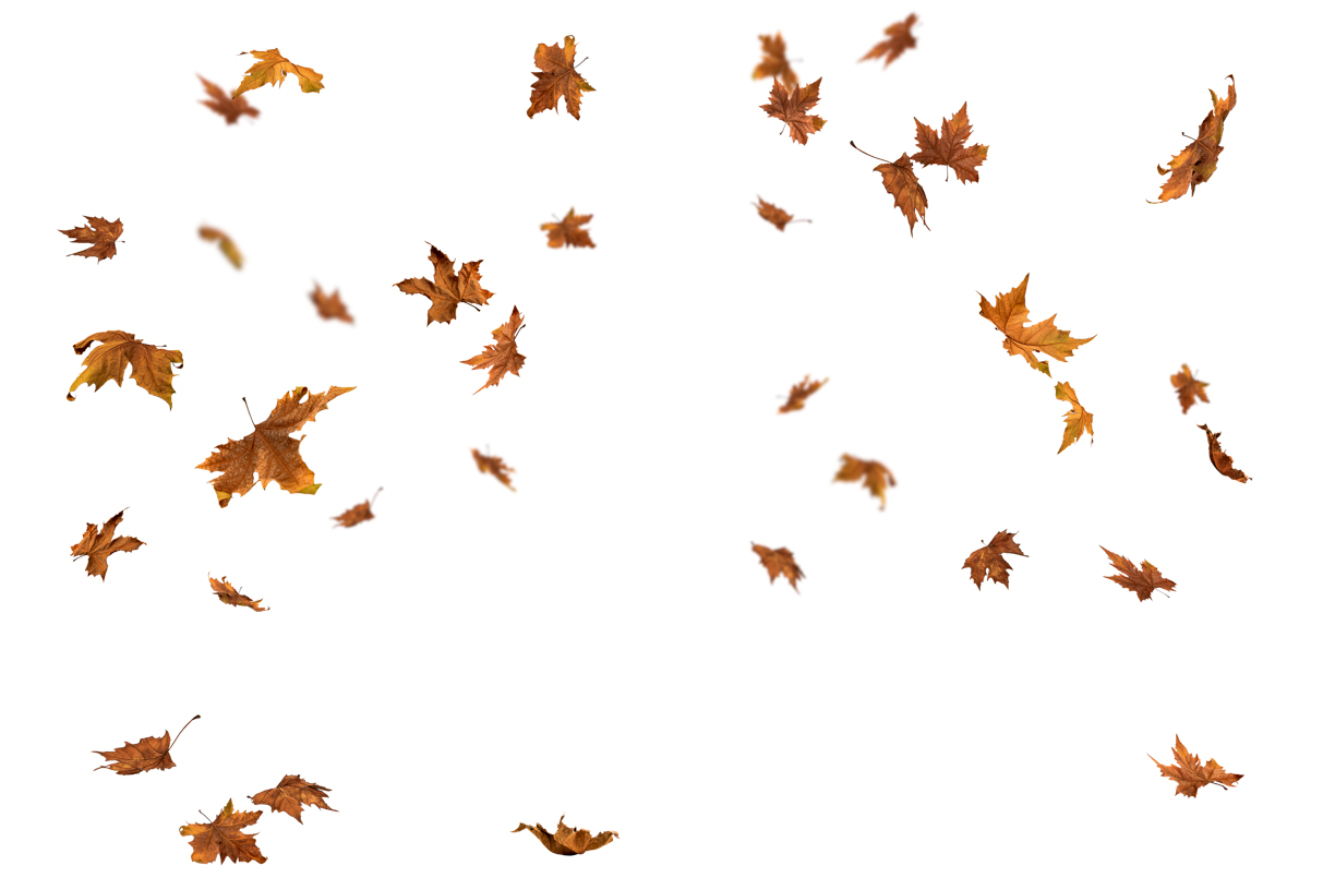 Autumn Leaves Magic(134)