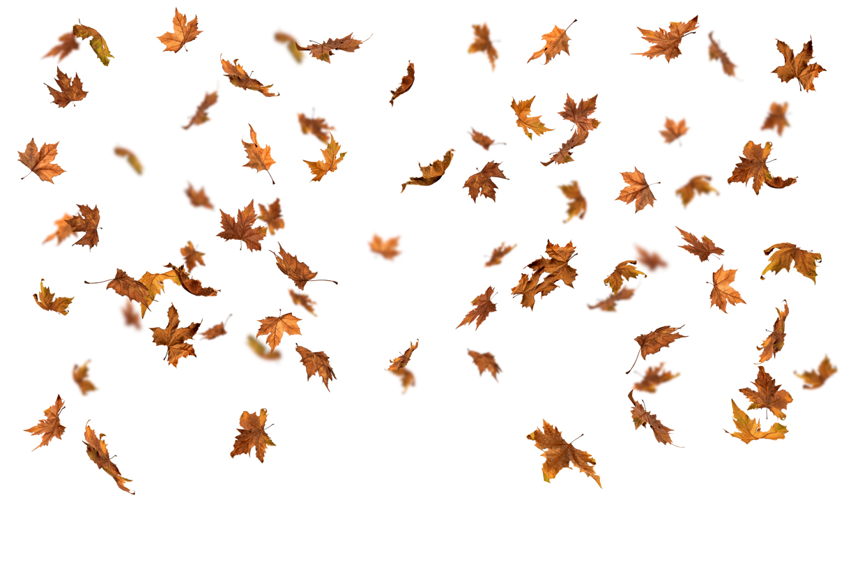 Autumn Leaves Magic(135)