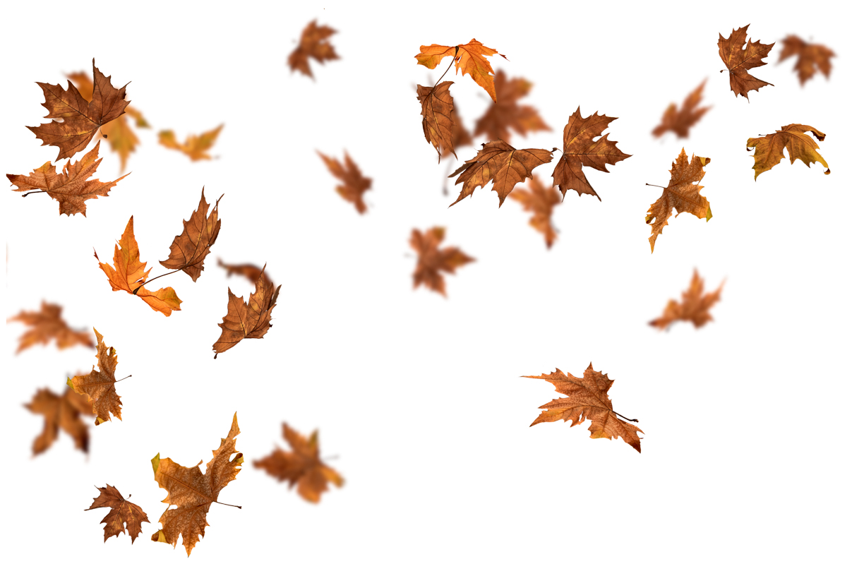 Autumn Leaves Magic(138)