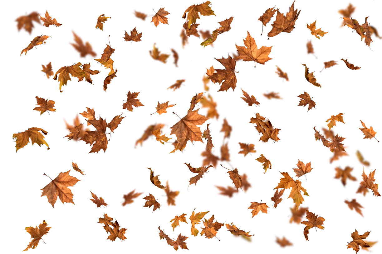 Autumn Leaves Magic(139)