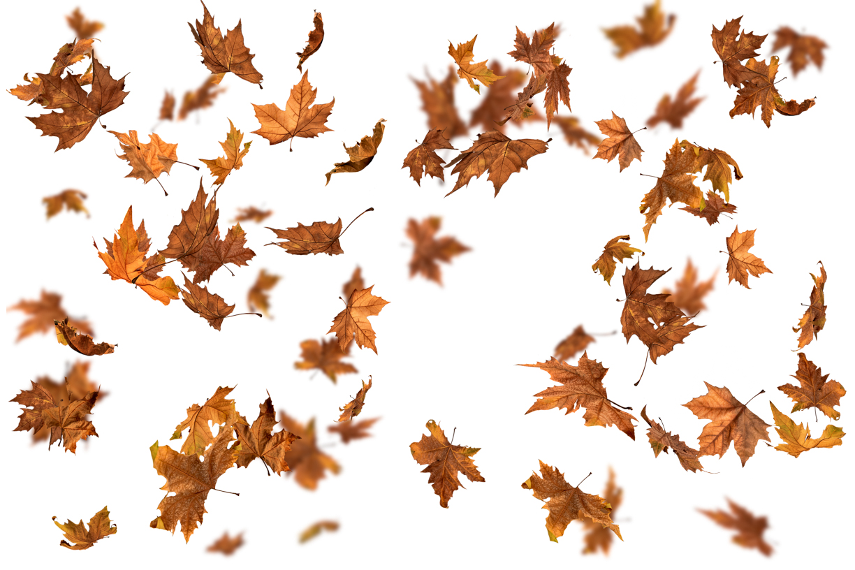 Autumn Leaves Magic(140)