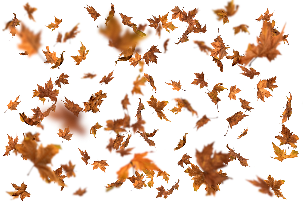 Autumn Leaves Magic(141)