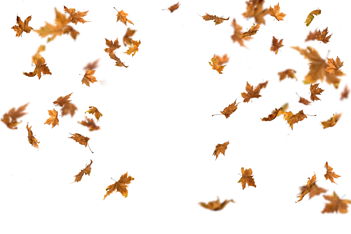 Autumn Leaves Magic(142)