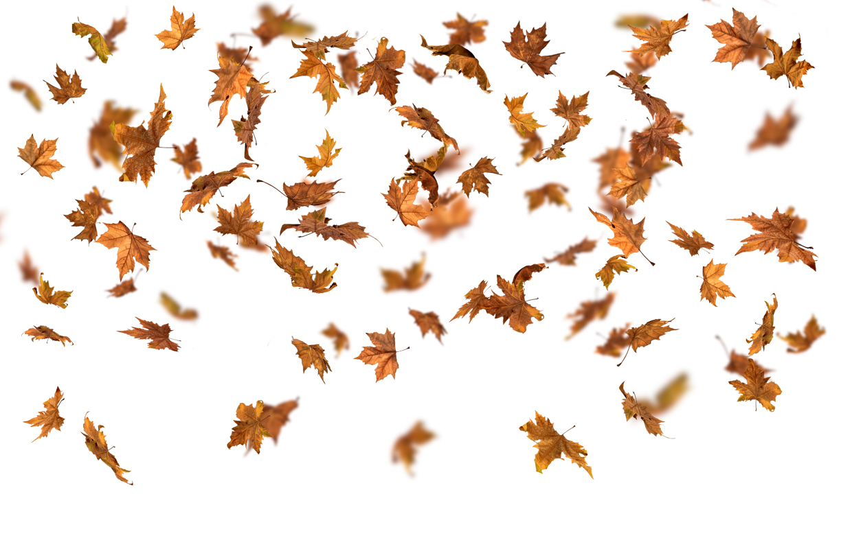 Autumn Leaves Magic(143)