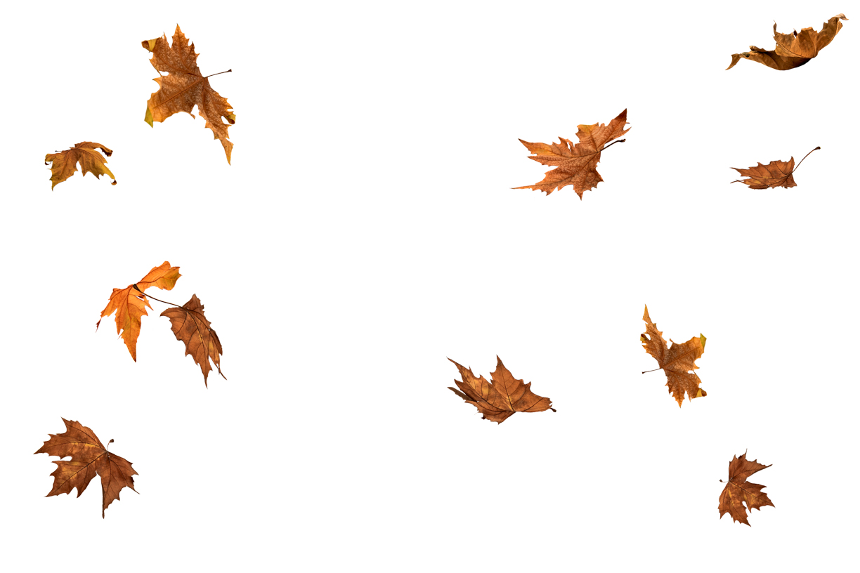 Autumn Leaves Magic(144)