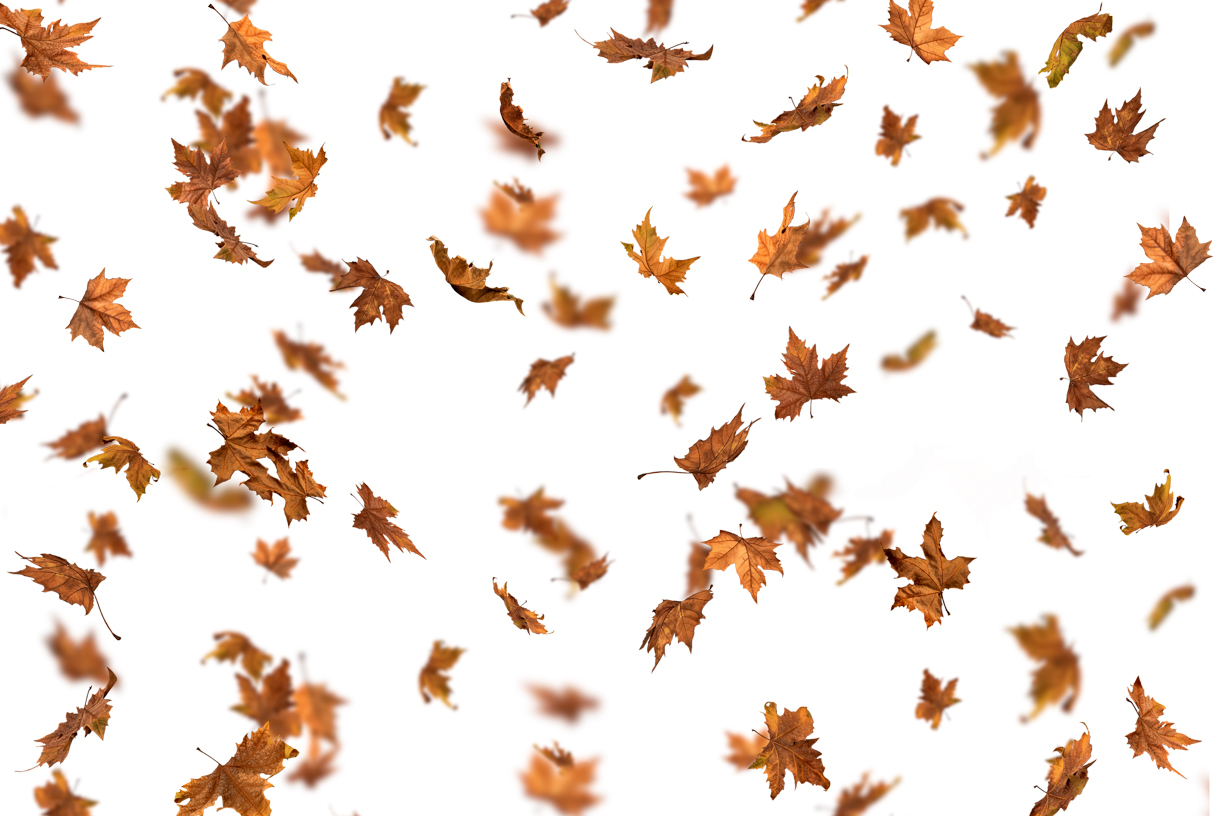 Autumn Leaves Magic(145)