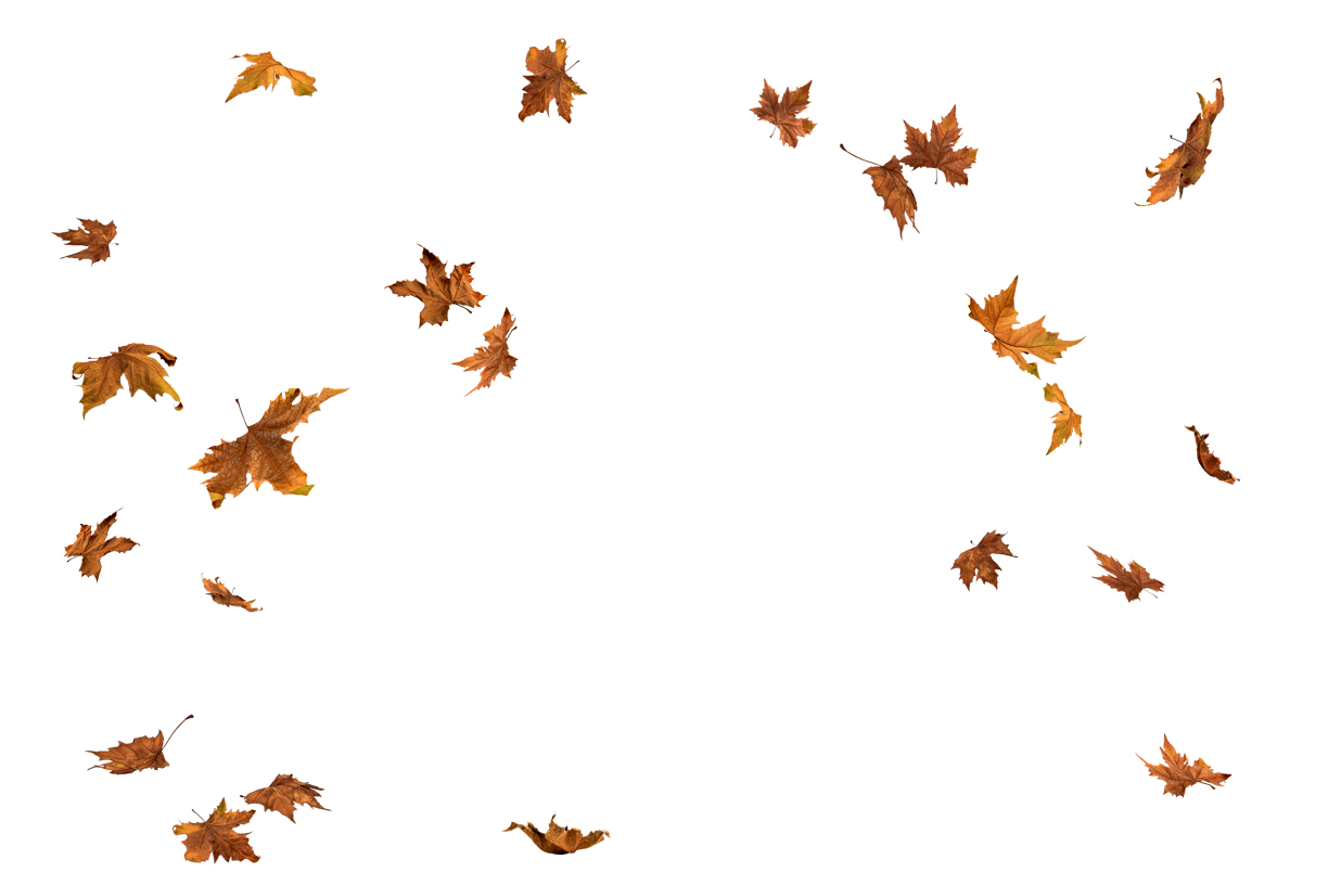 Autumn Leaves Magic(146)