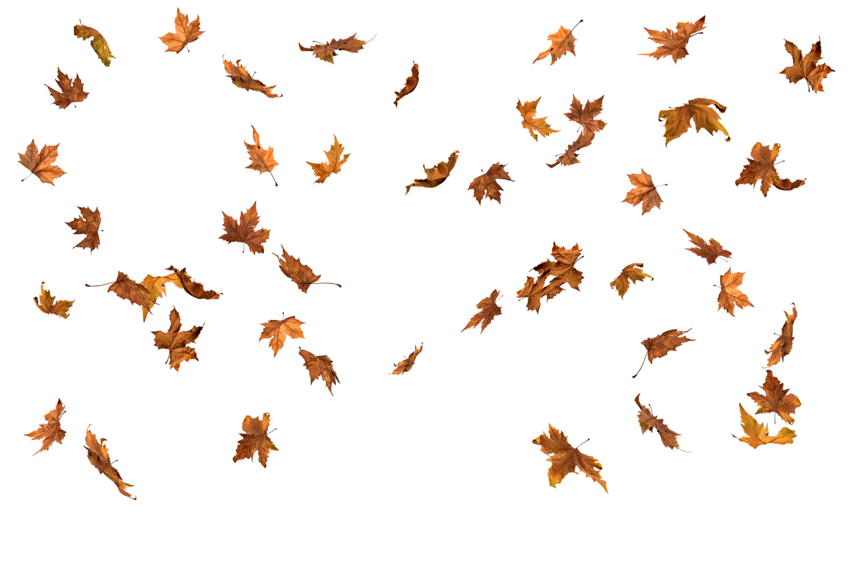 Autumn Leaves Magic(147)