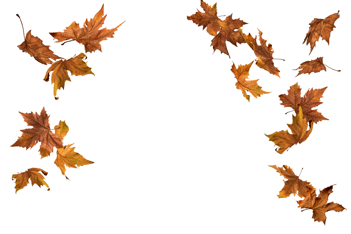 Autumn Leaves Magic(149)