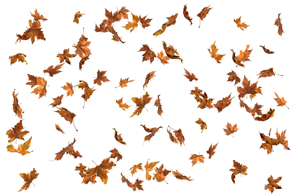 Autumn Leaves Magic(150)