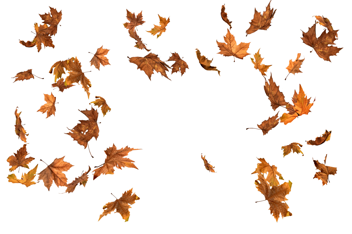 Autumn Leaves Magic(151)