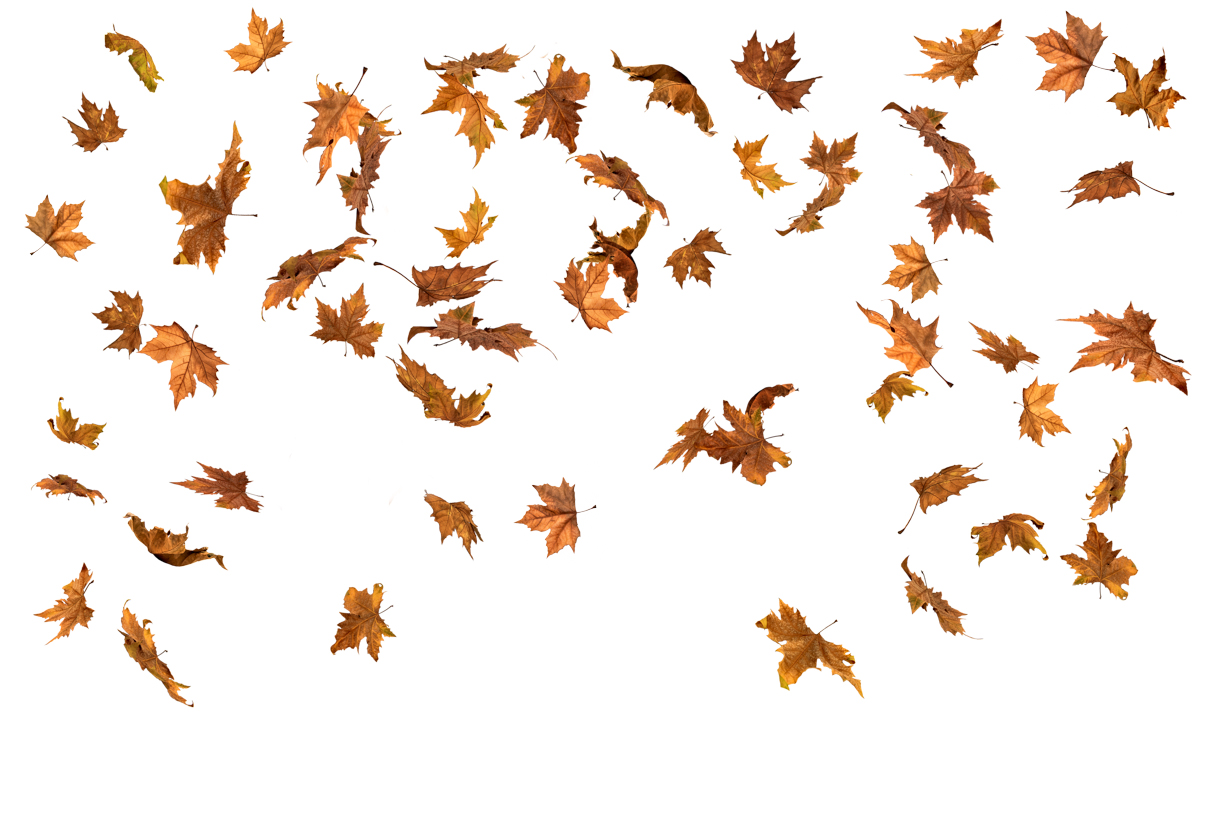 Autumn Leaves Magic(152)