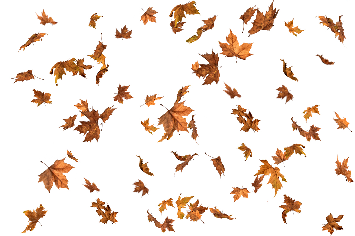 Autumn Leaves Magic(153)