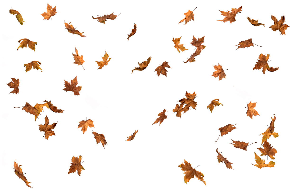 Autumn Leaves Magic(154)