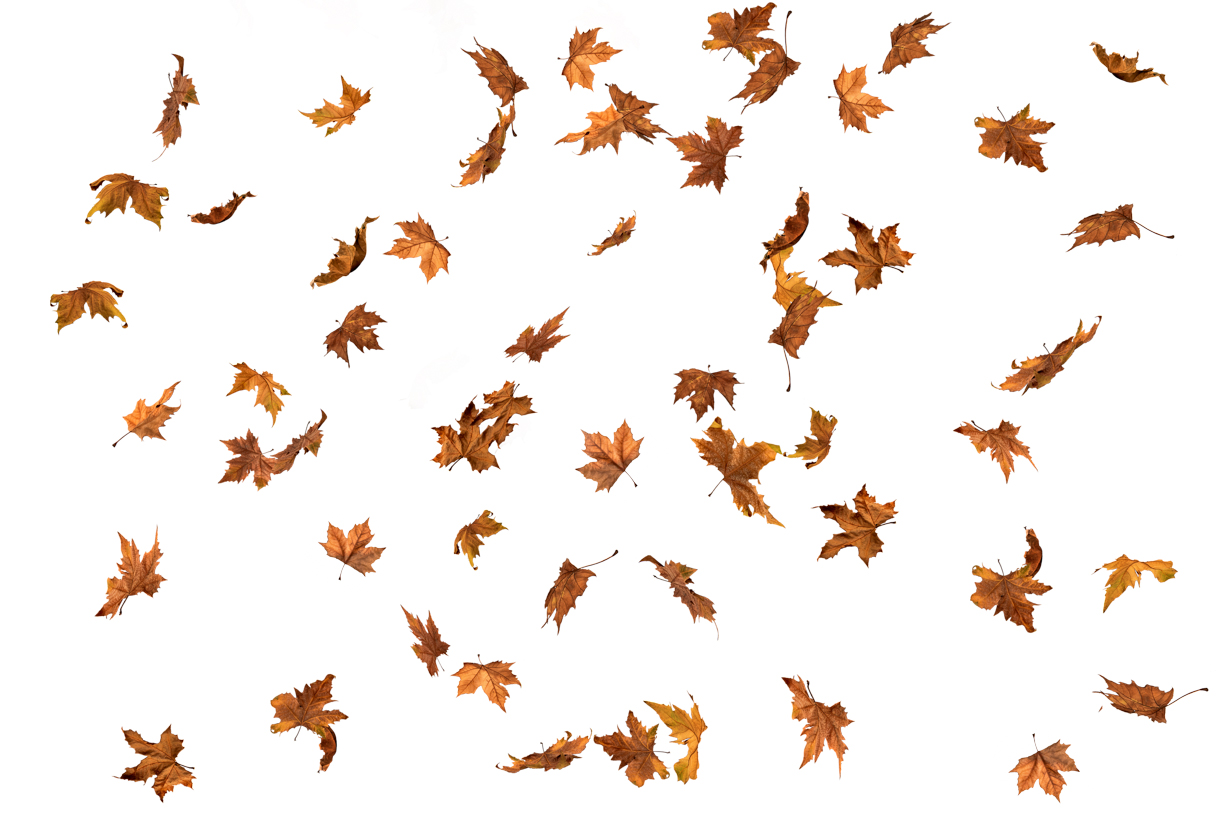 Autumn Leaves Magic(155)