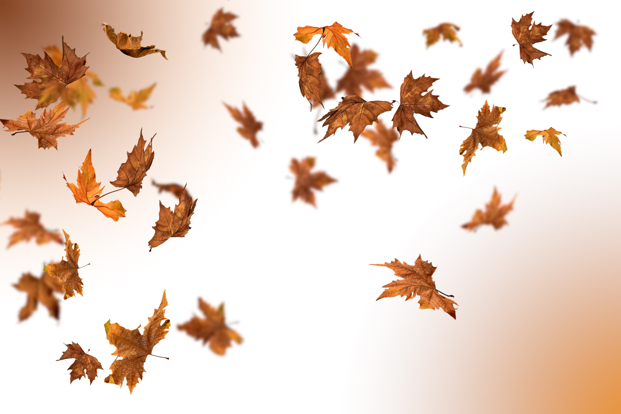 Autumn Leaves Magic(156)