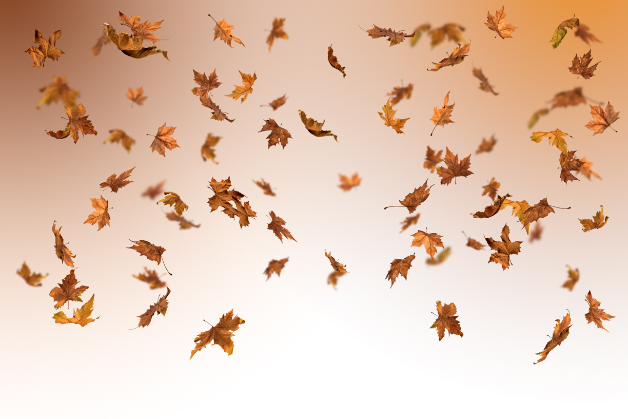 Autumn Leaves Magic(157)