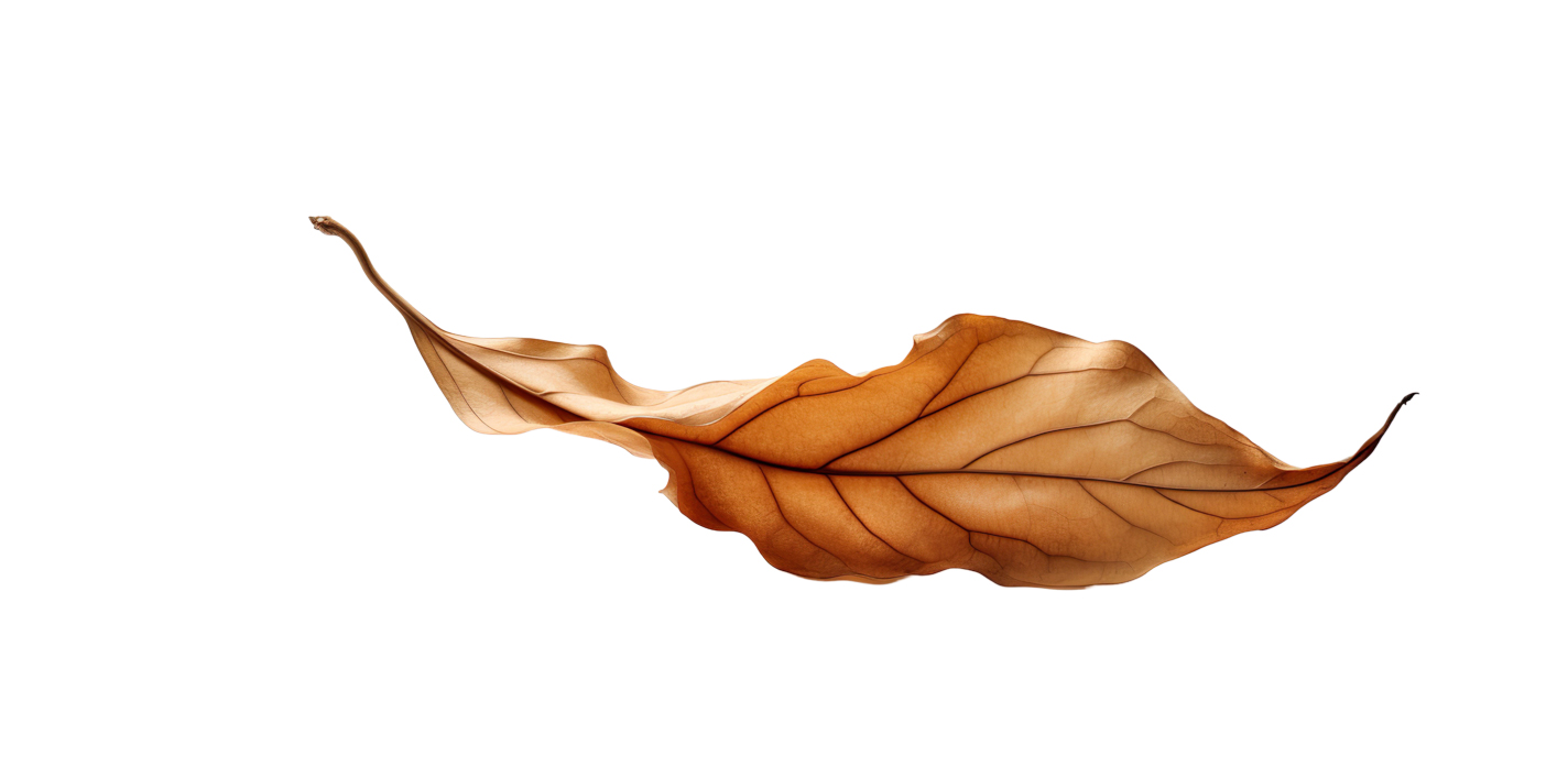 Autumn Leaves Magic(160)