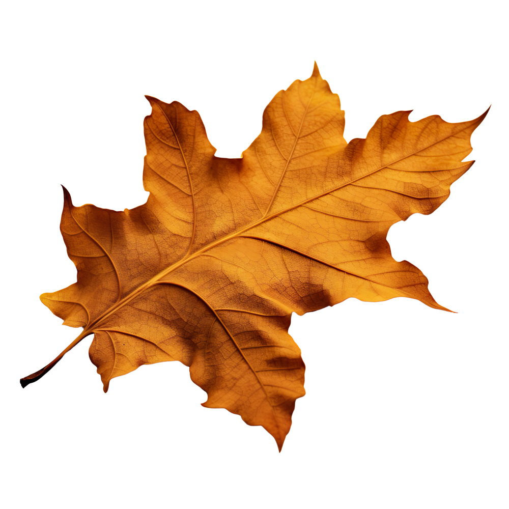 Autumn Leaves Magic(163)