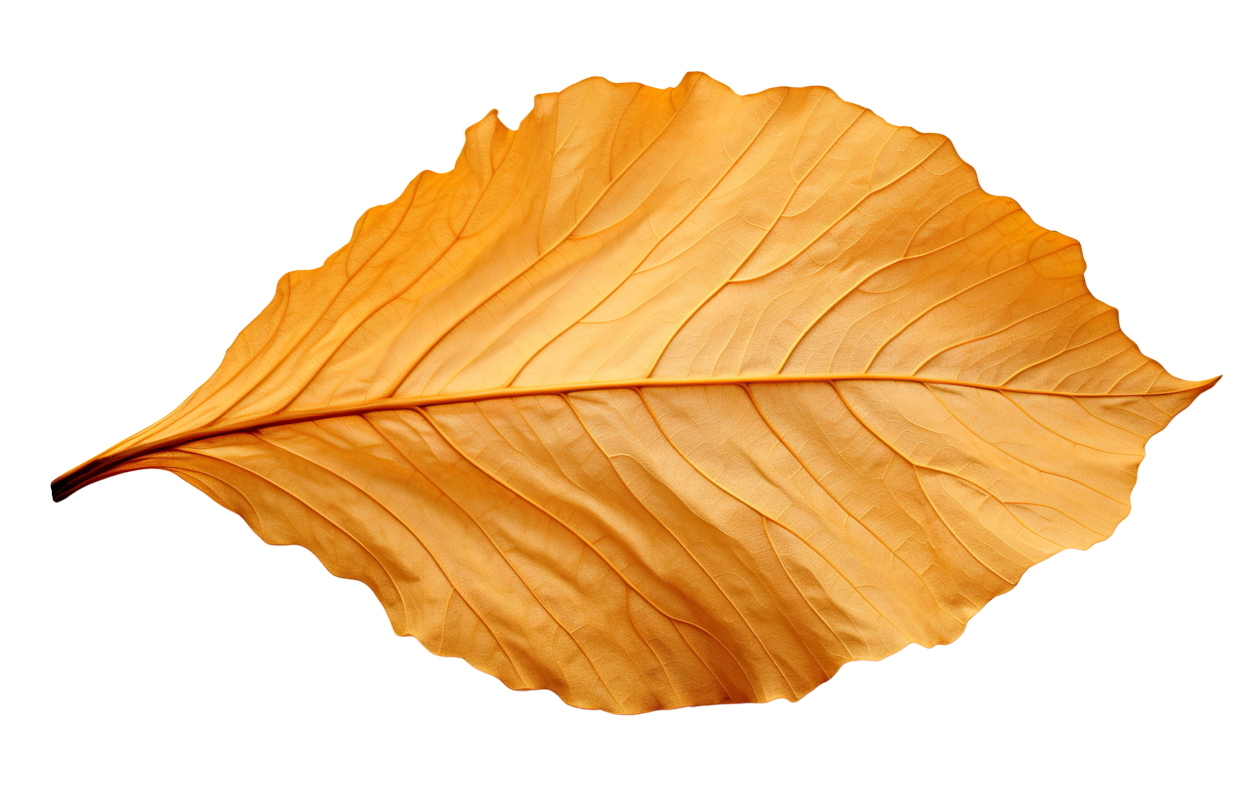 Autumn Leaves Magic(165)