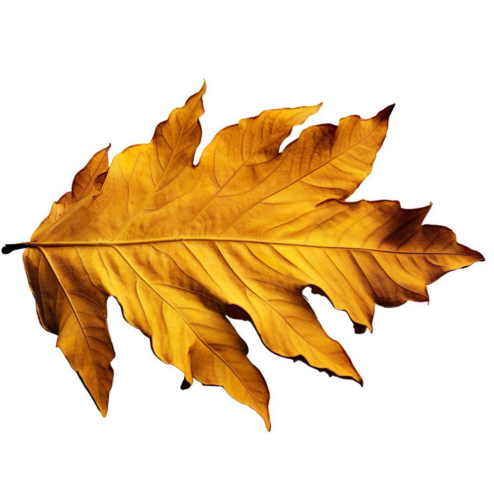 Autumn Leaves Magic(166)